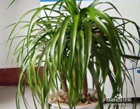 龙须树冻伤怎么办