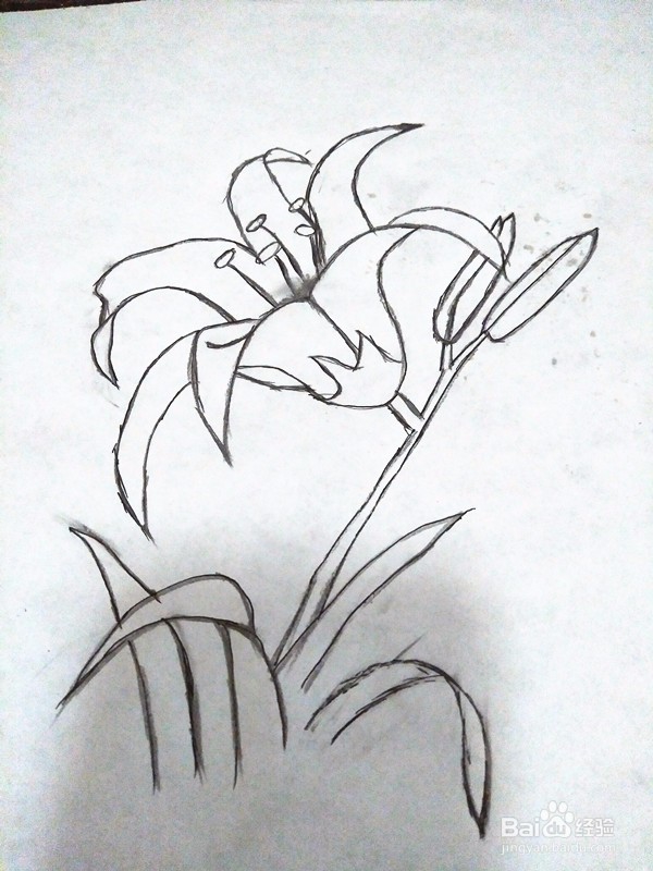 百合花简笔画