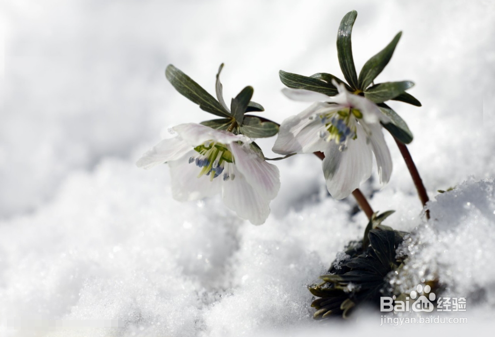 冬天如何给花草过冬
