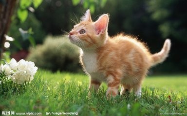 猫咪能吃生鱼生肉吗给猫吃生鱼生肉有何危害