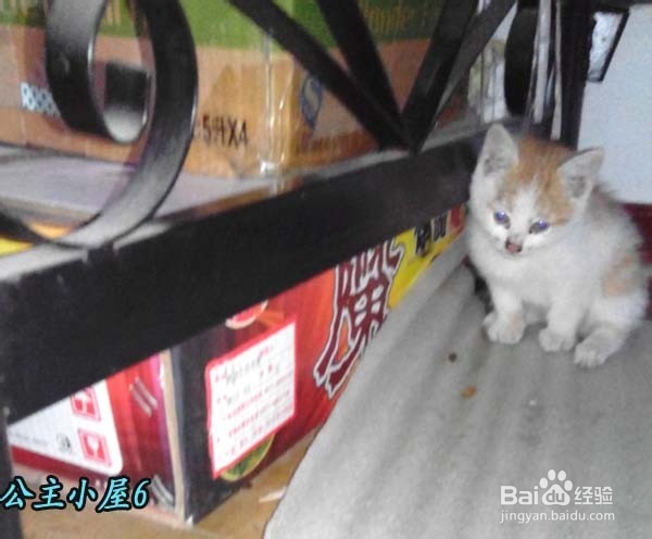 怎样才能养“活”小猫