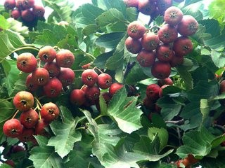 这几种水果加热吃比药还管用