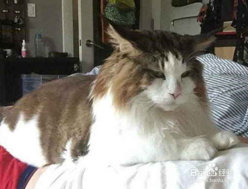 缅因猫不能吃什么 绝对禁食的食品