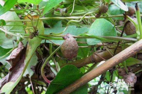 黄独的果实食用方法
