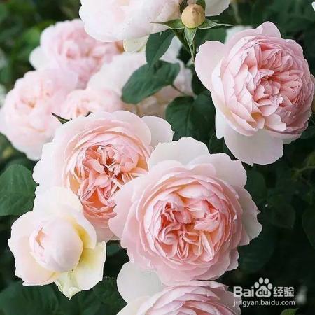 老花农的一颗月季真漂亮，难怪给他多少钱都不换