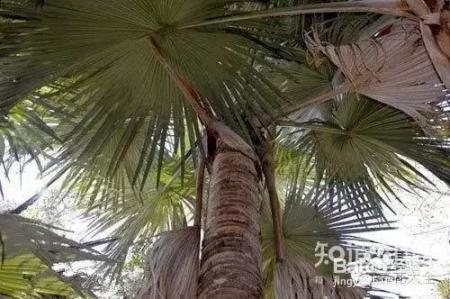 铁树开花难有些花100年开1次才是真绝色
