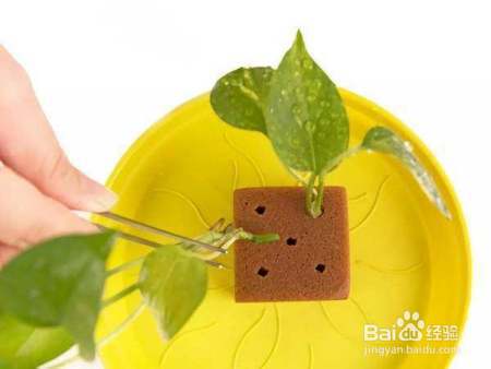 绿萝扦插小妙招:加上这一个步骤,分分钟爆盆,妥妥的!