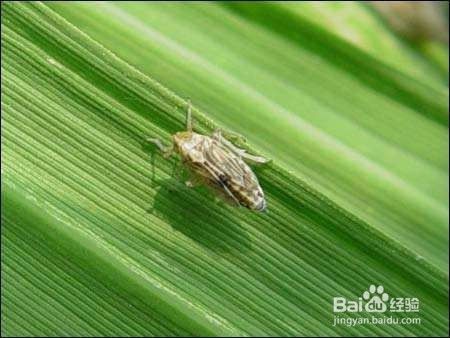 水草里的虫卵怎么杀死 百度经验 水草里的虫卵怎么杀死 百度经验