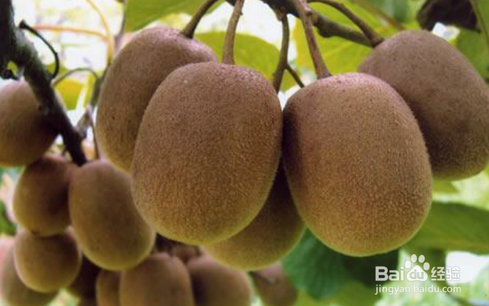 秋季适宜吃的水果有哪些