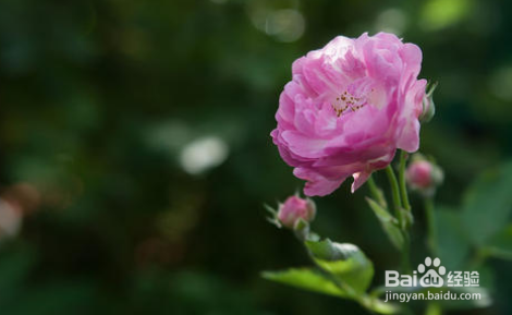 在家里怎么种蔷薇花?