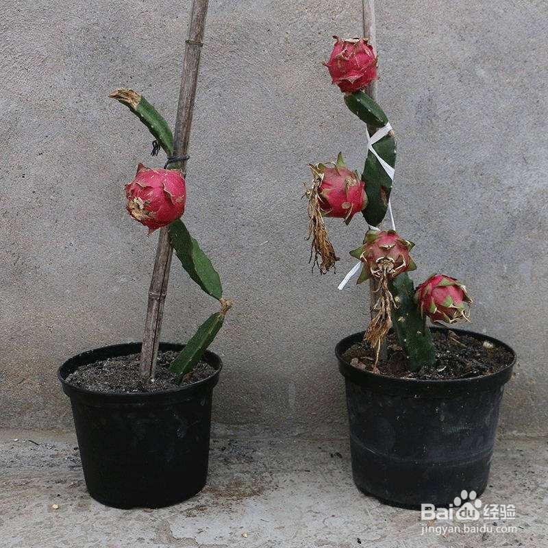 这些都是好养易活的水果盆栽