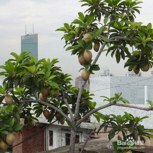 人心果该怎么才能养殖好？