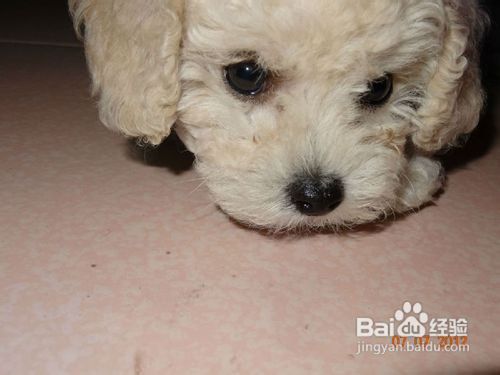 饲养比熊狗狗频繁抓脸是怎么回事