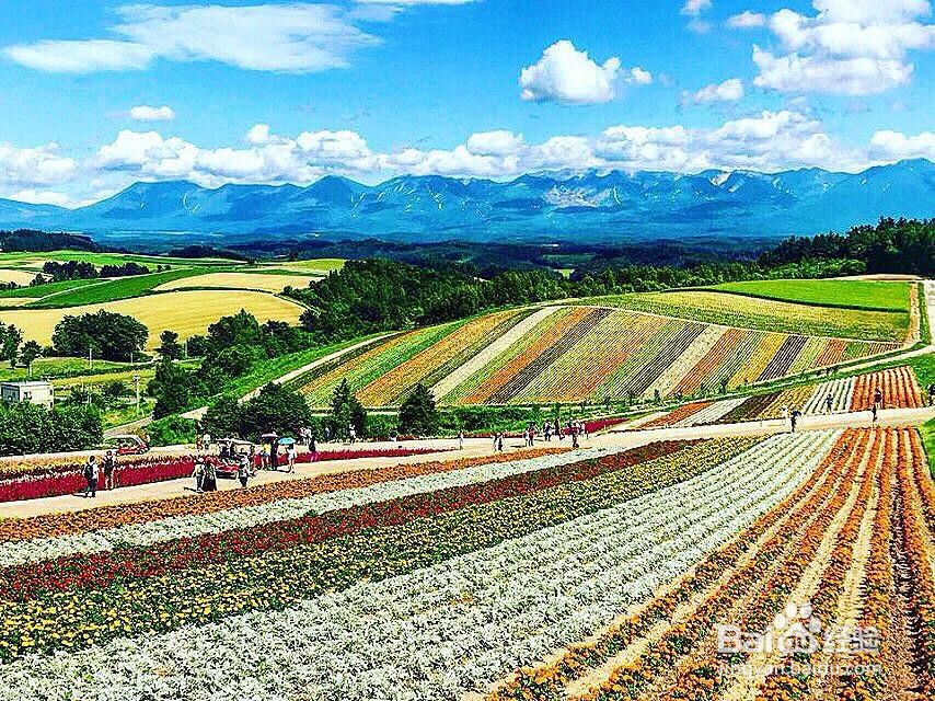 富良野美瑛二日游攻略