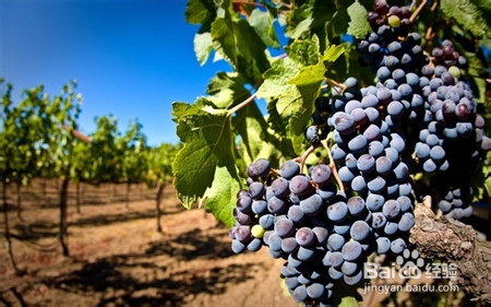 便秘的食疗方法 还你苗条身材健康肌肤