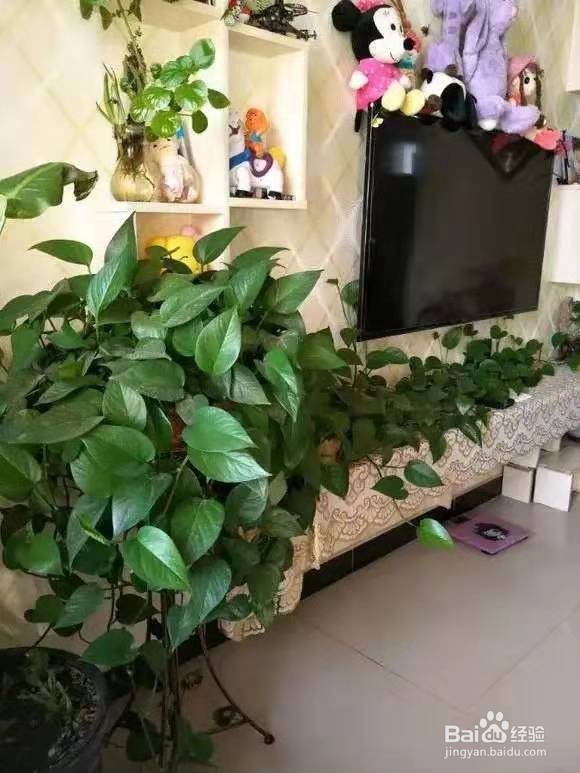 花儿要穷养，丢阳台不管，越少浇水，长得越旺