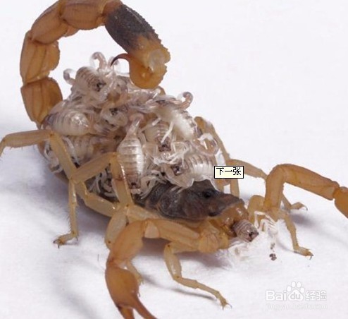 滑县蝎子养殖的方法涉及到环境选种繁育等方面