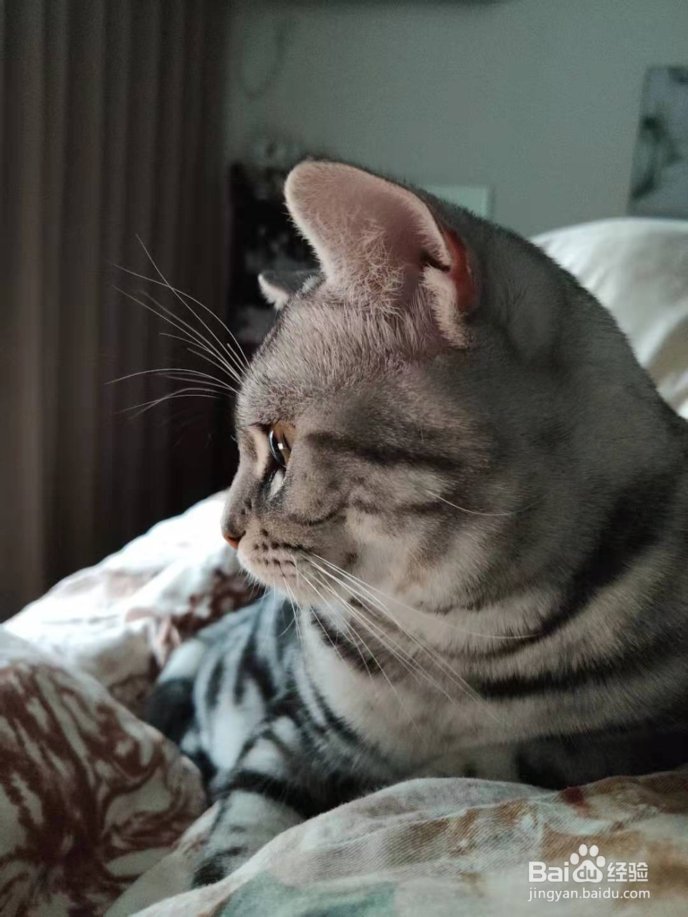 如何正确看待猫猫的应激反应