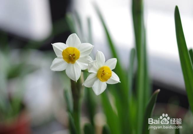 水仙花怎么催花