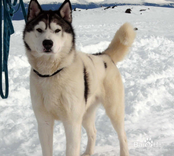 训练狗狗排泄的九大方法你知道吗?