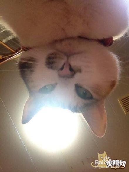 如何养好一只猫