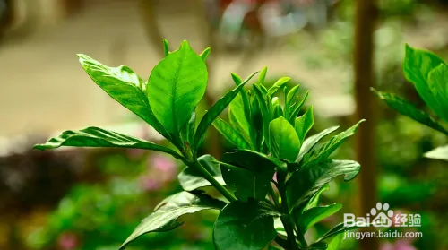 栀子花修剪方法图解