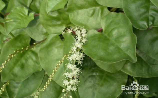 美女养颜：[4]中药养颜法（图解）