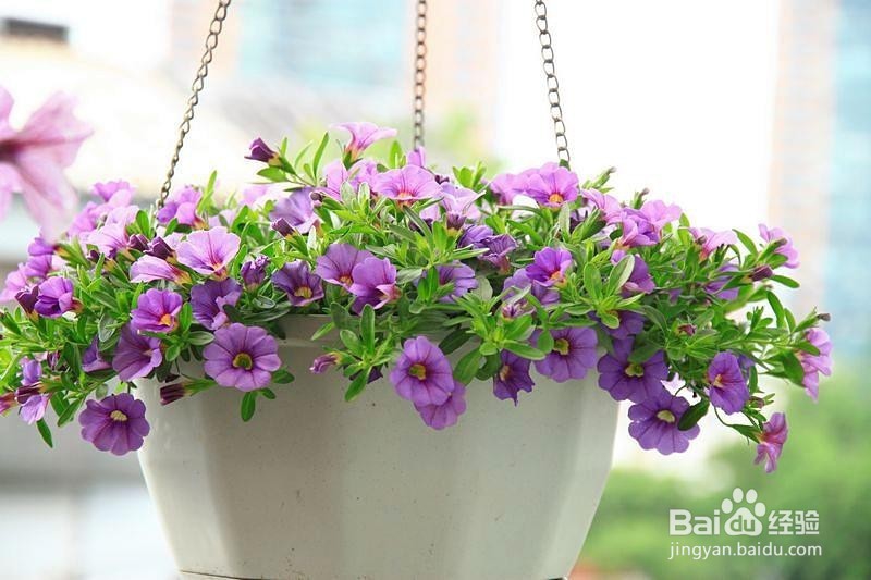 春天在家适合种些什么花草？