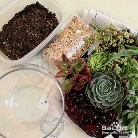 自己打造多肉植物景观