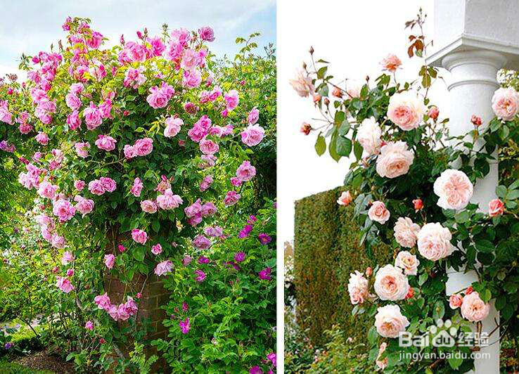 如何使院子不发空