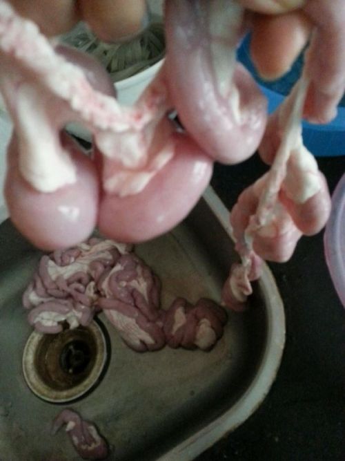 青橄榄炖猪粉肠