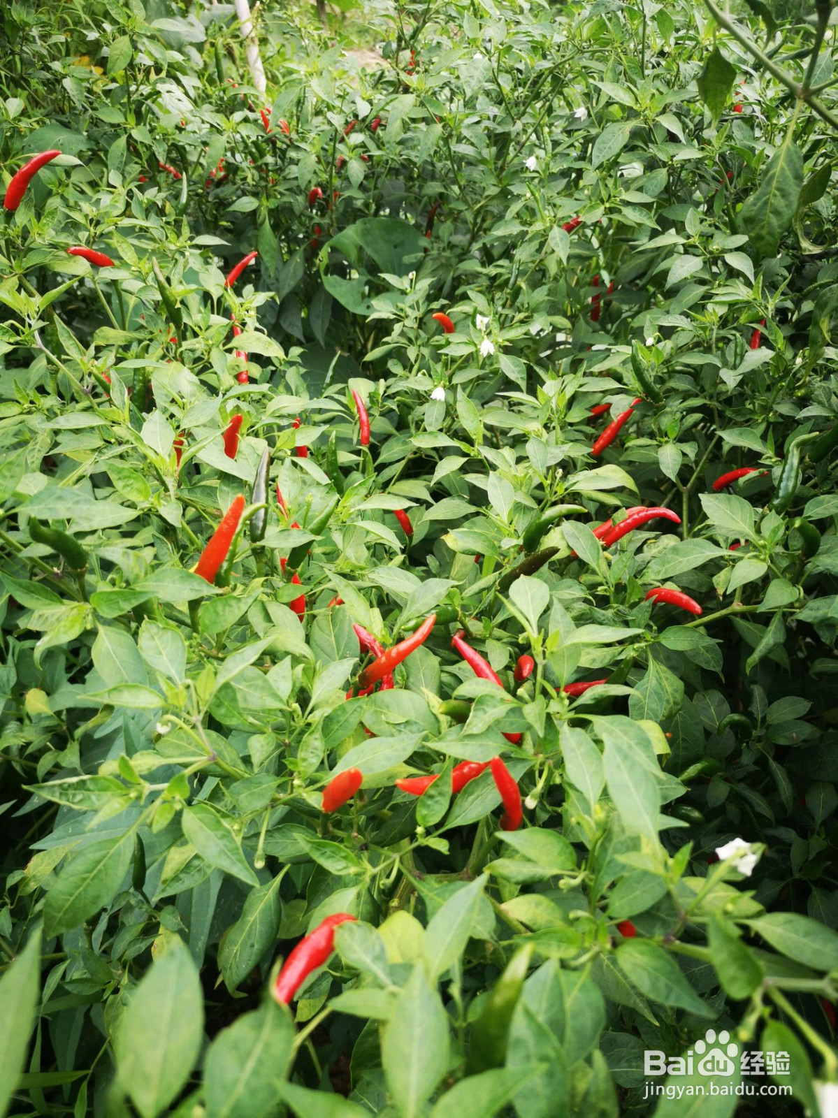 万能辣椒酱的做法