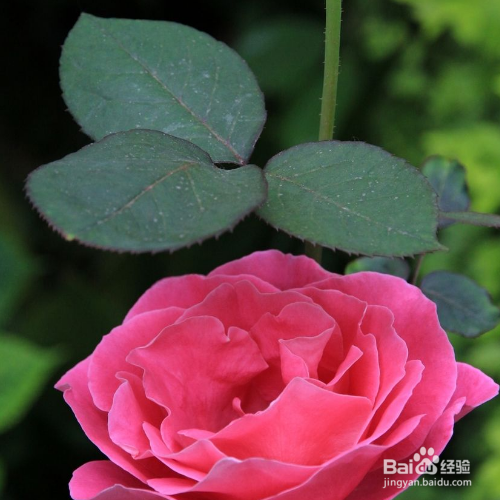 花长了白色的虫子怎么办