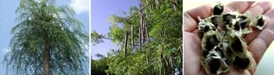 如何辨别和选购辣木籽——网上购买攻略