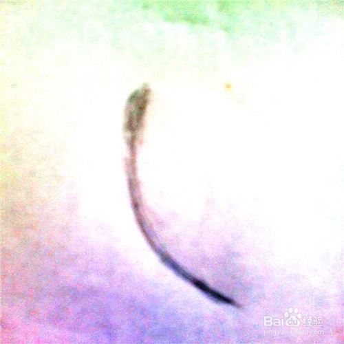 简笔画蜻蜓的画法