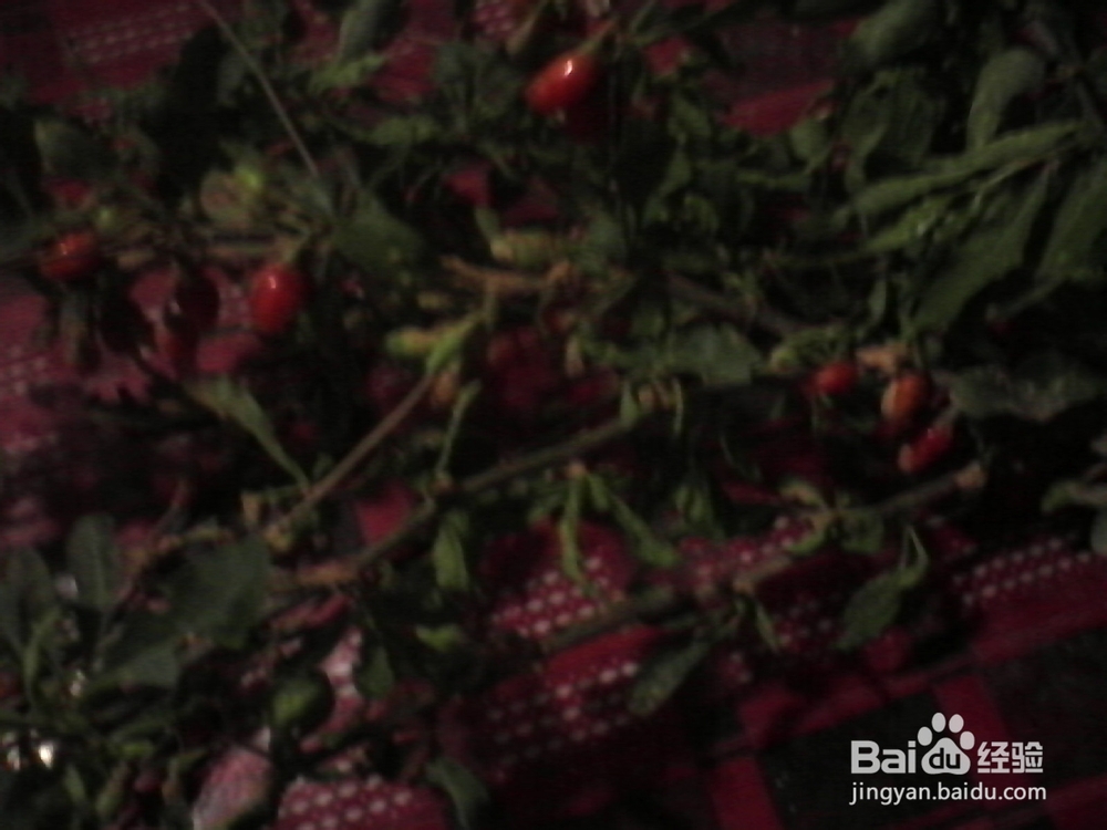 折纸剪贴画：[7]花花世界