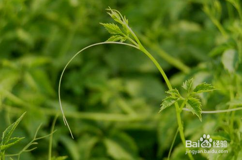 绞股蓝泡水喝的功效与作用及食用方法