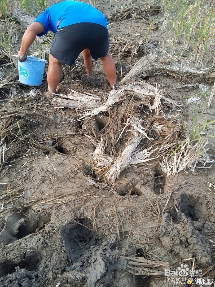 国庆过后，到长沙乡村怎样找农村人的乐子！！！