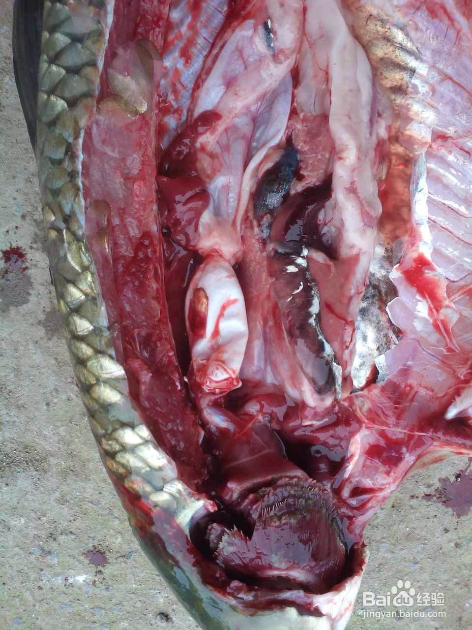 暴雨天气后，我们该怎么样预防鱼病？