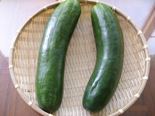 【防蚊虫】教你驱赶蚂蚁、蚊子、蟑螂的妙法