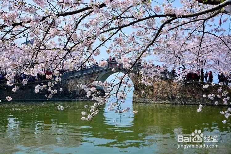 鼋头渚赏樱花攻略