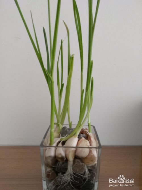 盆栽 玻璃花盆种蒜苗 百度经验 盆栽 玻璃花盆种蒜苗 百度经验