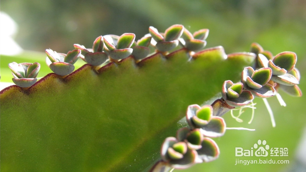 多肉植物-不死鸟怎样繁殖