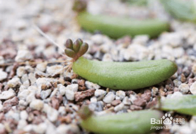 如何给多肉进行叶插繁殖？