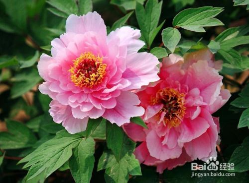 芍药花和牡丹花的区别 百度经验