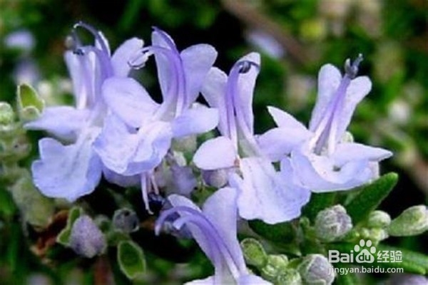 养殖迷迭香的注意事项