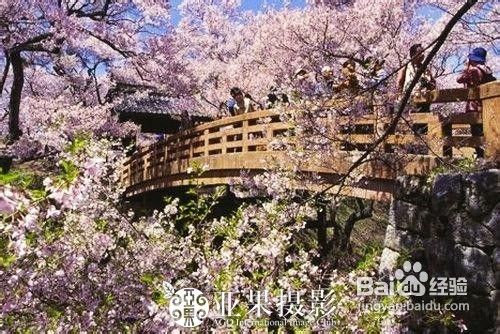 去日韩欣旅游赏樱花攻略