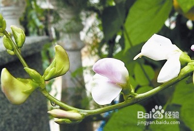 白扁豆花的功效与食用方法