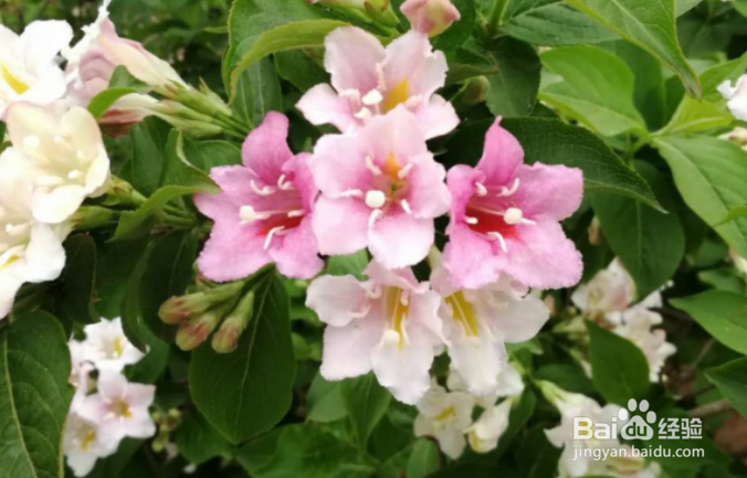 五彩锦带的养殖方法和注意事项