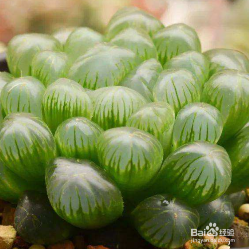 多肉叶插根长毛怎么办